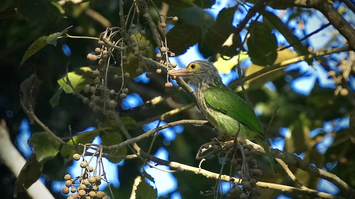 Lineated Barbet - ML510594511