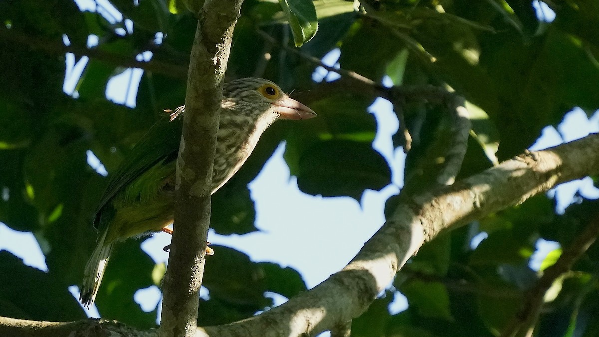 Lineated Barbet - ML510594641