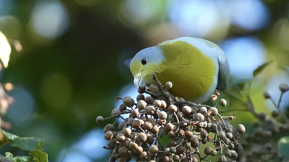 Yellow-footed Green-Pigeon - Sunil Thirkannad