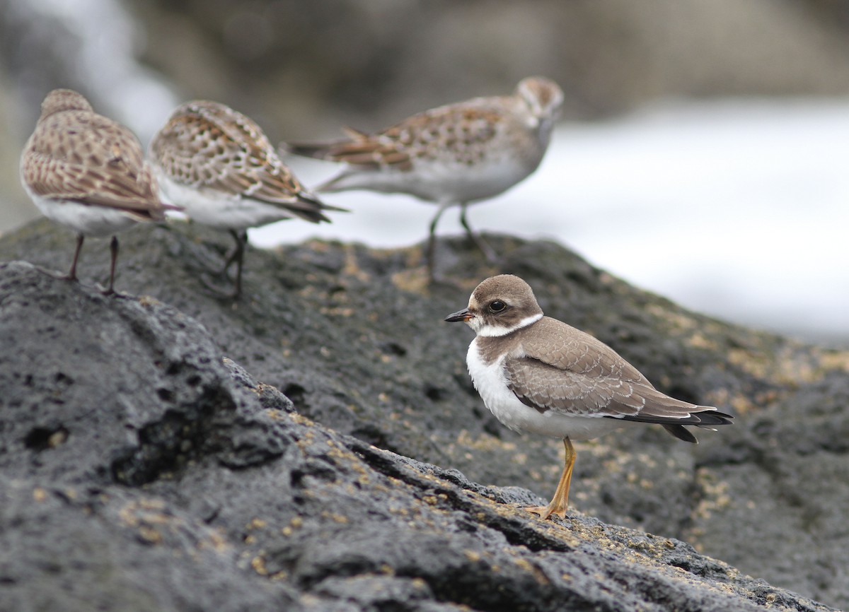Semipalmated Plover - ML510599741