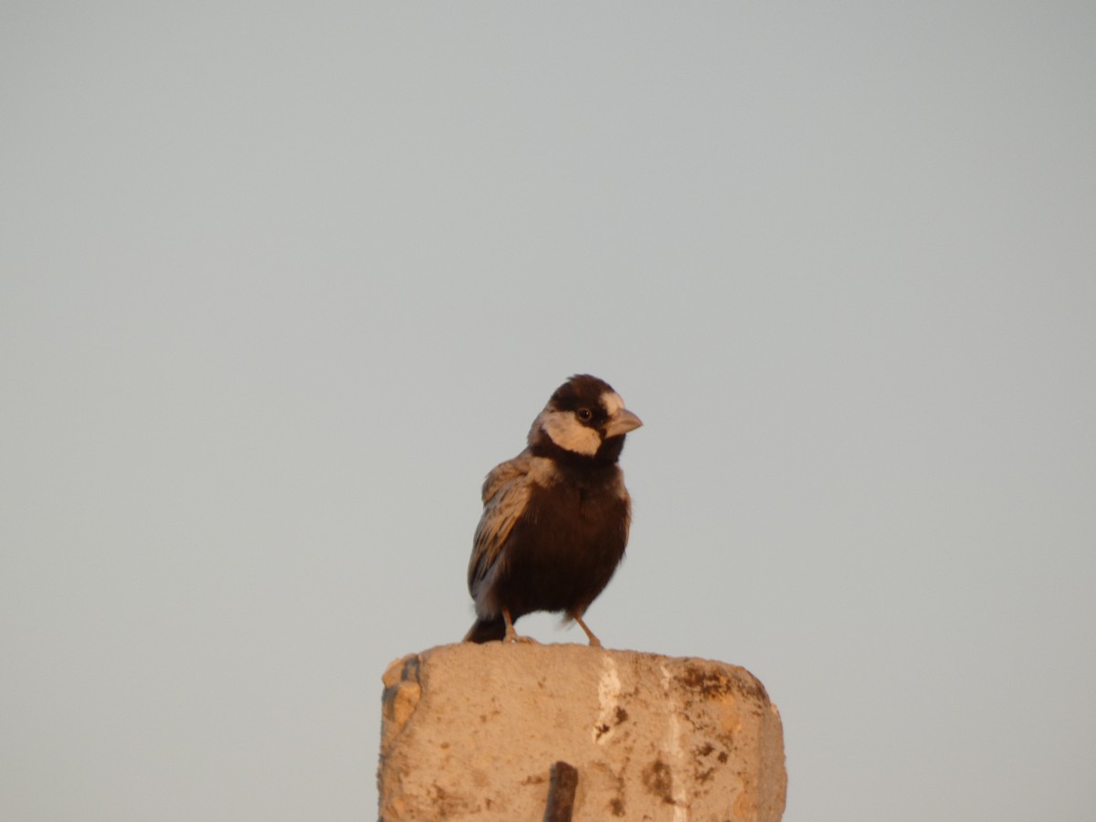 Black-crowned Sparrow-Lark - ML510600331