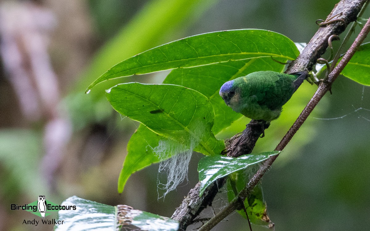 Red-breasted Pygmy-Parrot - Andy Walker - Birding Ecotours