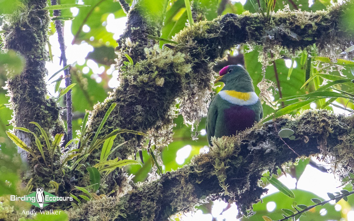 White-breasted Fruit-Dove - Andy Walker - Birding Ecotours