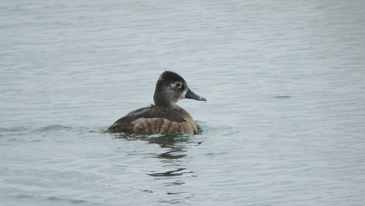 Ring-necked Duck - Noam Markus