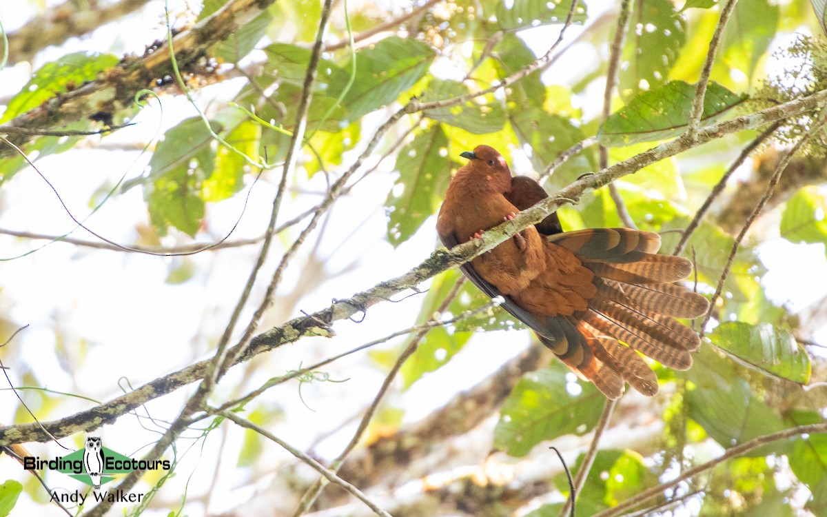Black-billed Cuckoo-Dove - Andy Walker - Birding Ecotours