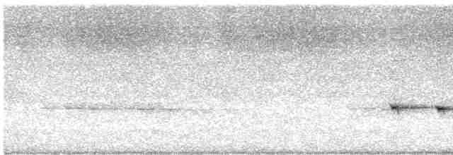 hvitstrupehonningeter - ML510607111