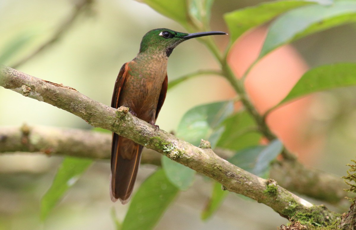 kolibřík hnědobřichý - ML51060801
