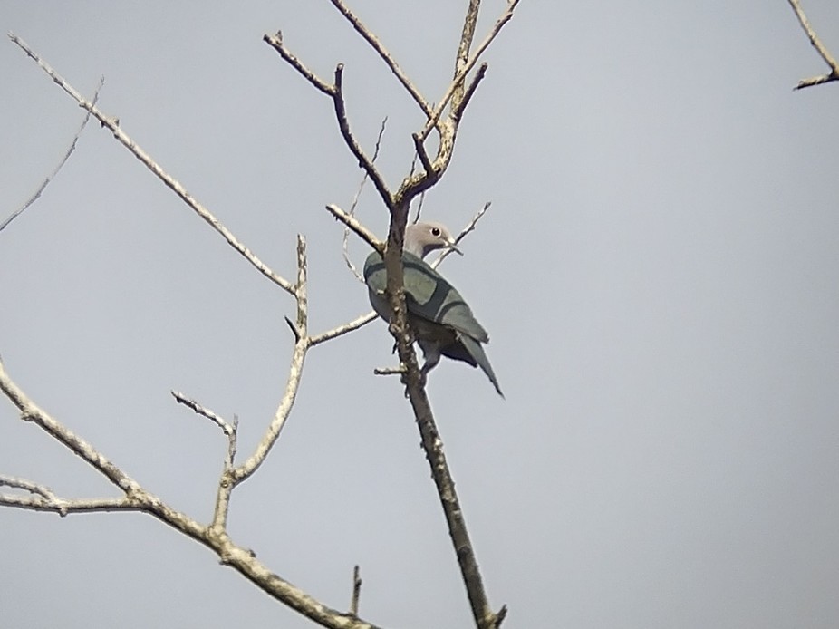 Green Imperial-Pigeon - ML510608321