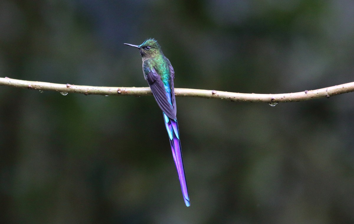 Violet-tailed Sylph - ML51061011