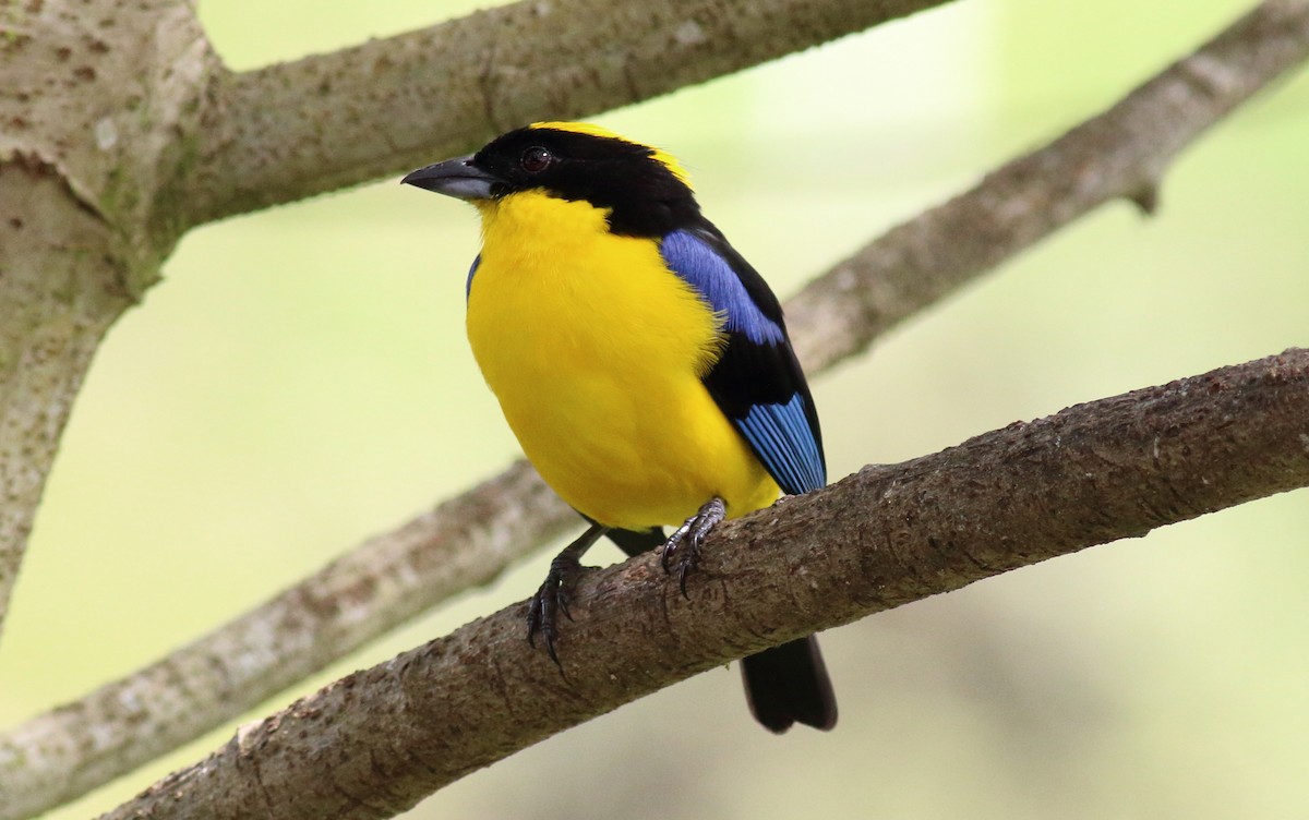 Blue-winged Mountain Tanager - ML51061181