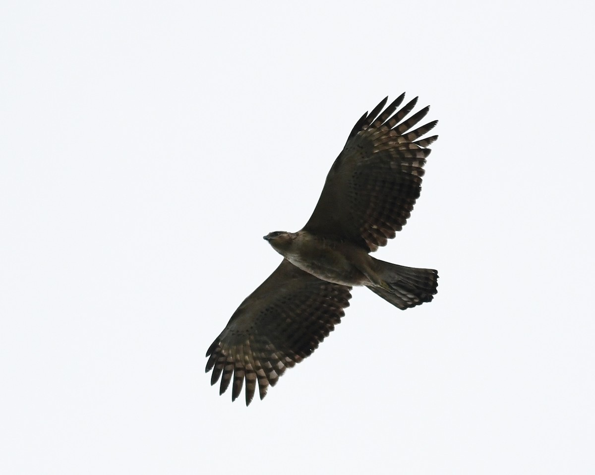 Mountain Hawk-Eagle - ML510615721