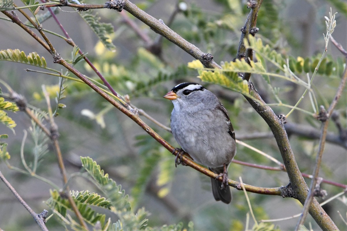White-crowned Sparrow - ML510616381