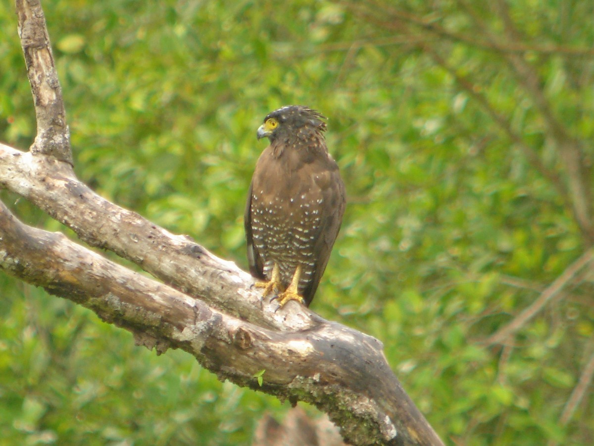 Sulawesi Serpent-Eagle - ML51061991