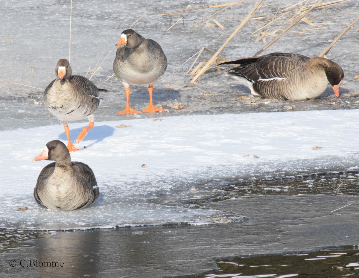 Greater White-fronted Goose - ML51062291