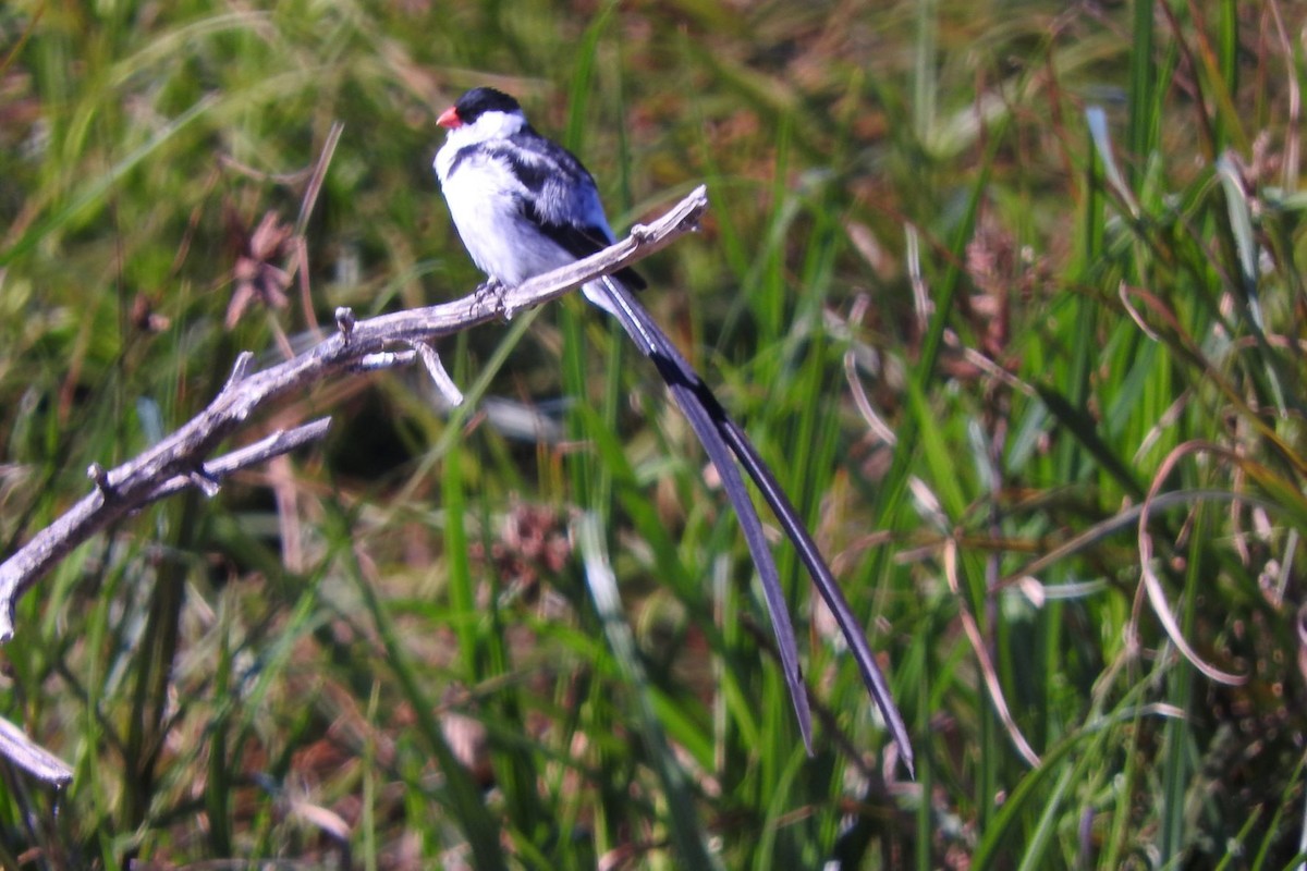 Pin-tailed Whydah - ML510624901