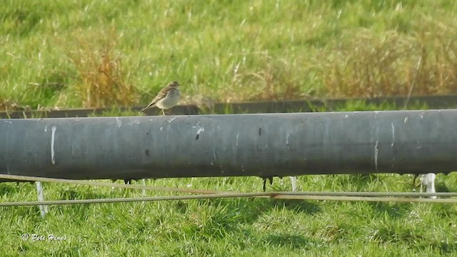 Water Pipit - ML510627741