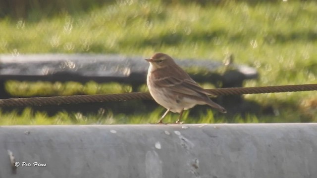 Water Pipit - ML510627891