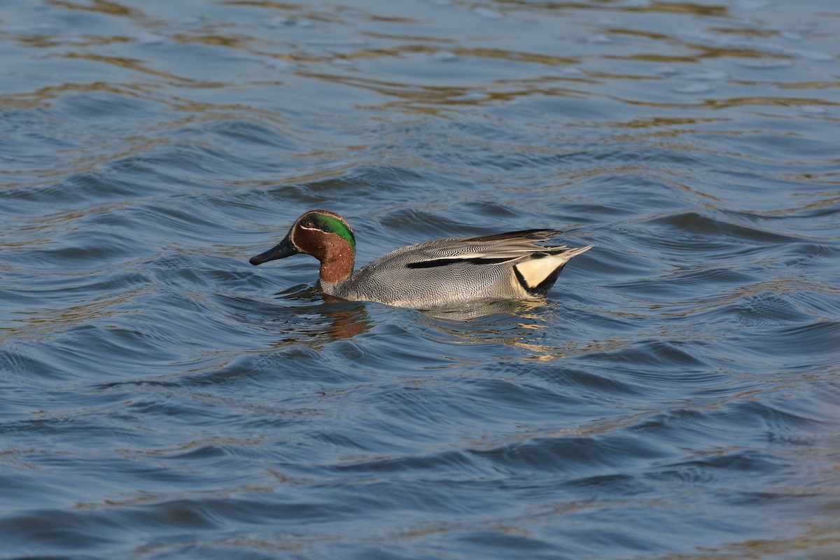Green-winged Teal - ML51062921