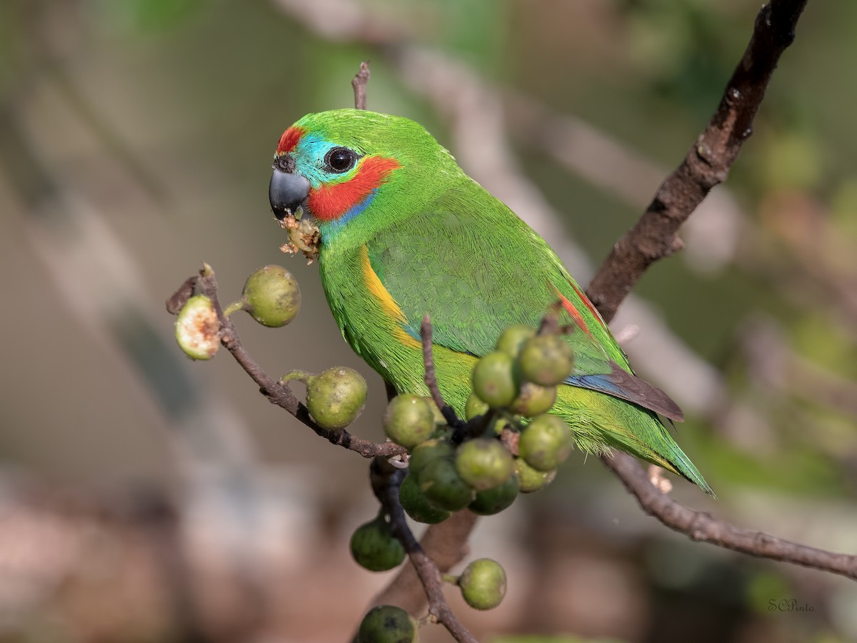 Double-eyed Fig-Parrot - ML510635861