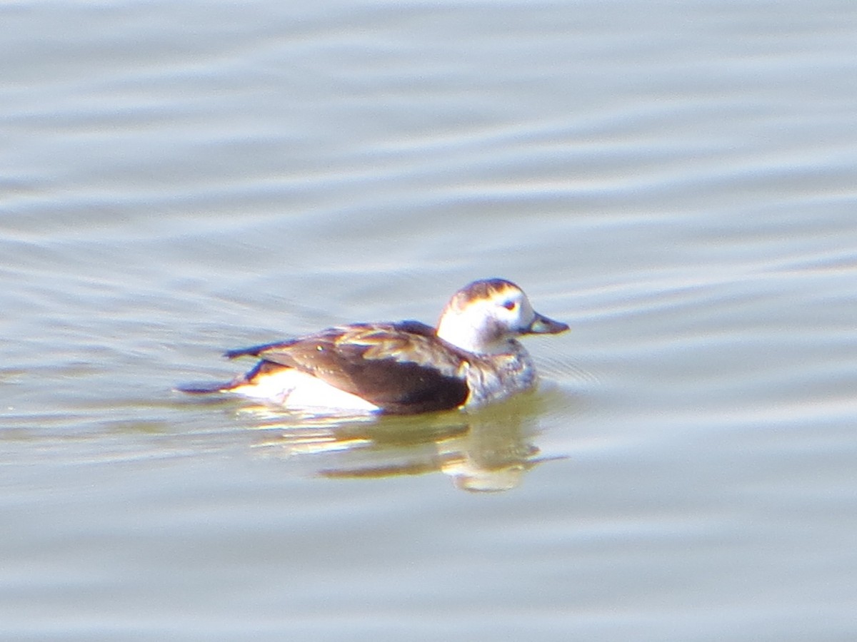 Long-tailed Duck - ML510636501
