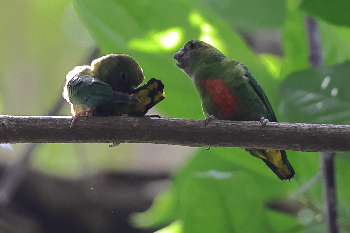 Yellow-capped Pygmy-Parrot - ML510637171