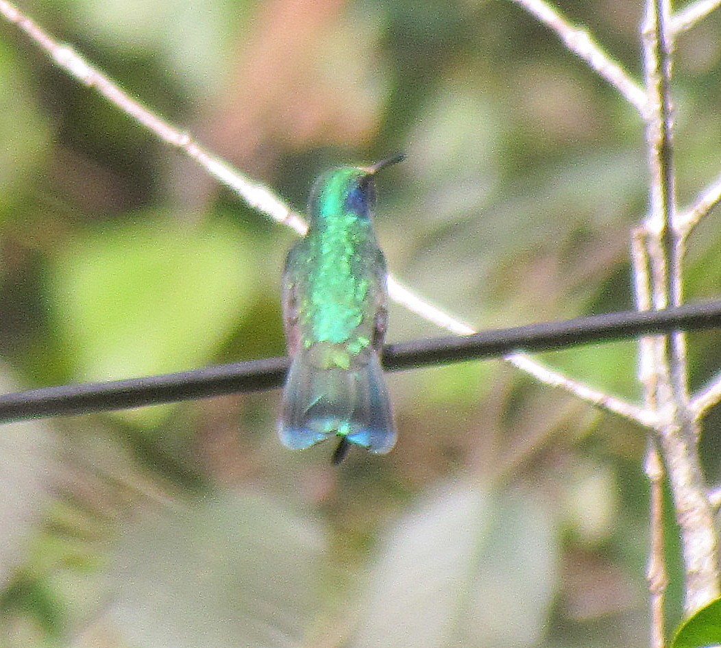 kolibřík zelený - ML510637681