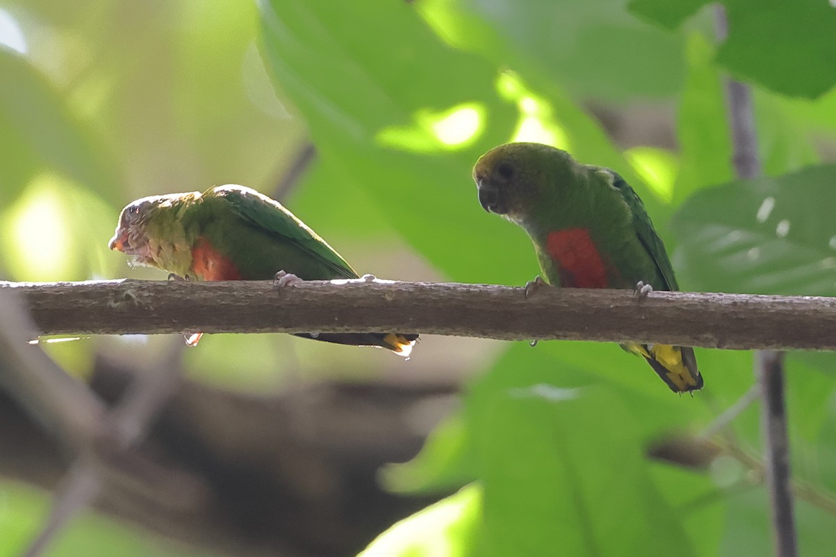 Yellow-capped Pygmy-Parrot - ML510638261