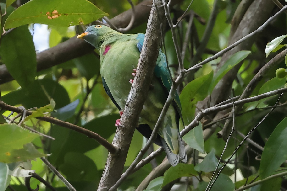 Claret-breasted Fruit-Dove - ML510638361