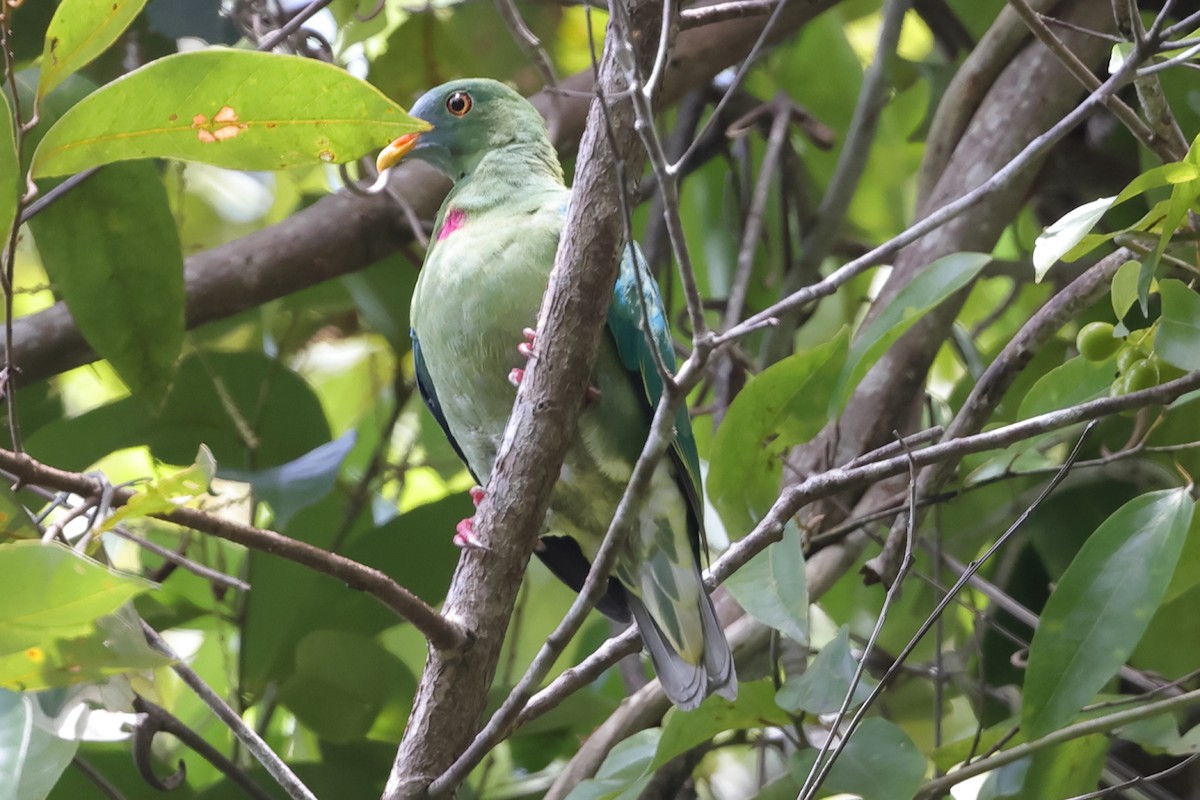 Claret-breasted Fruit-Dove - ML510638391