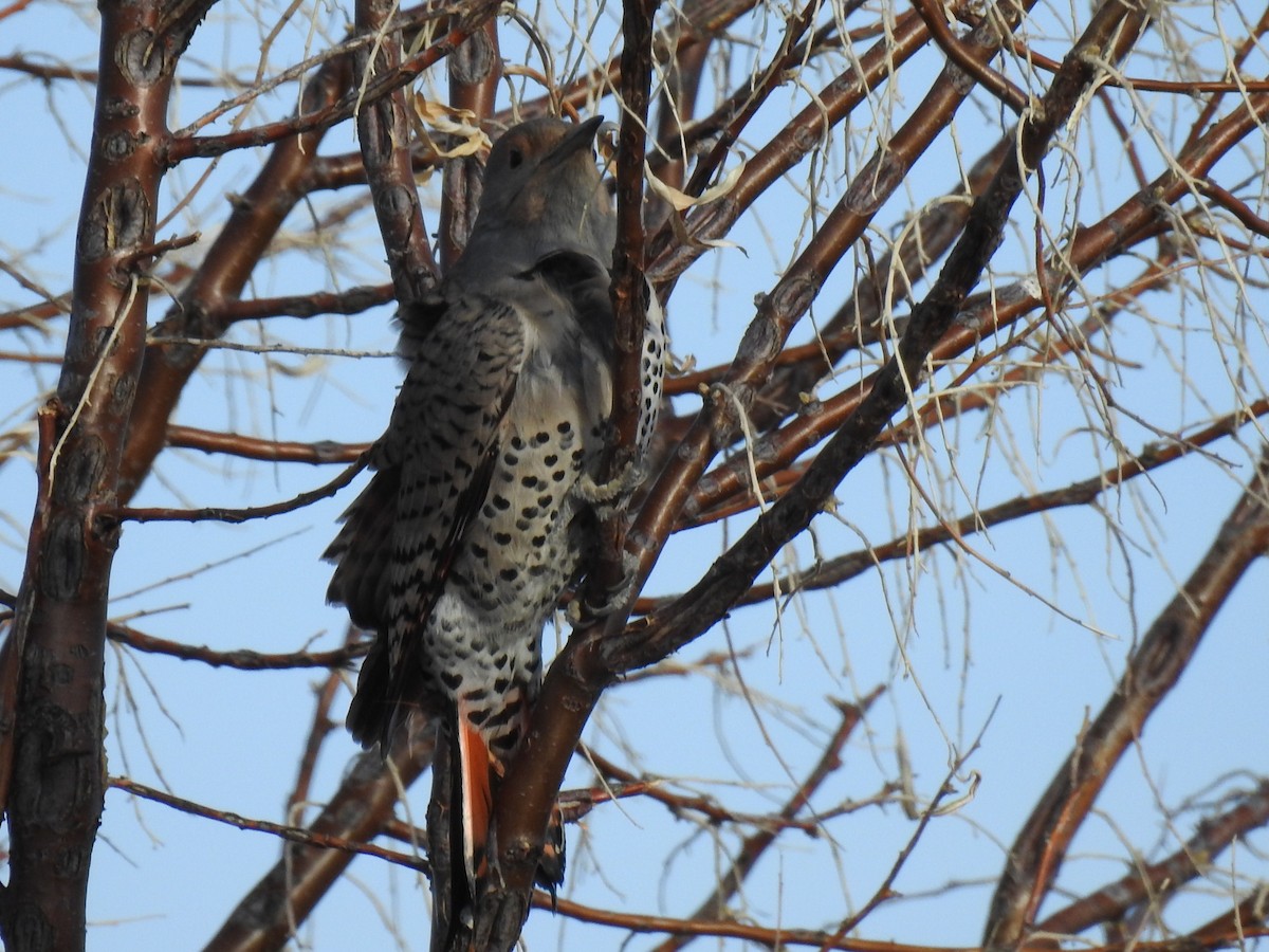 Northern Flicker (Red-shafted) - Shane Sater