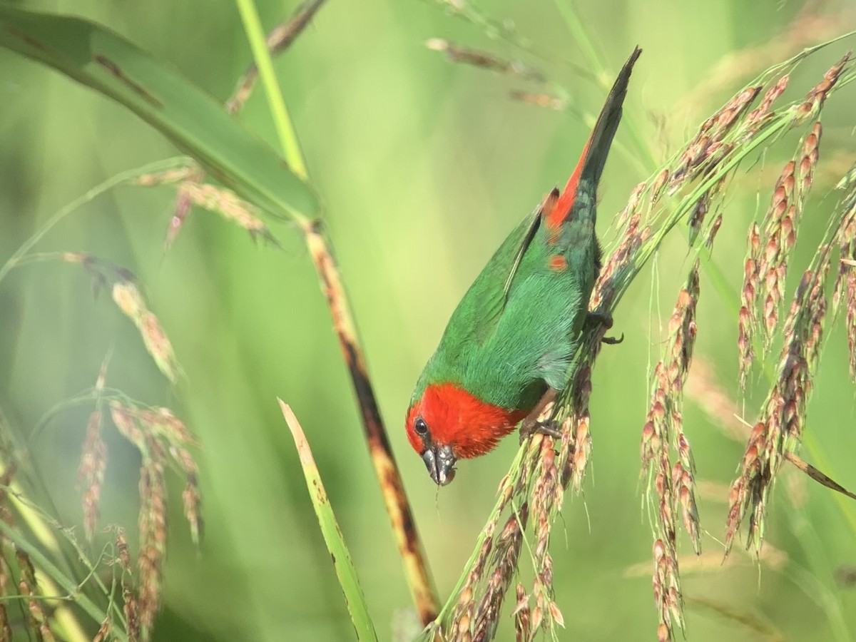 Red-throated Parrotfinch - ML510643851