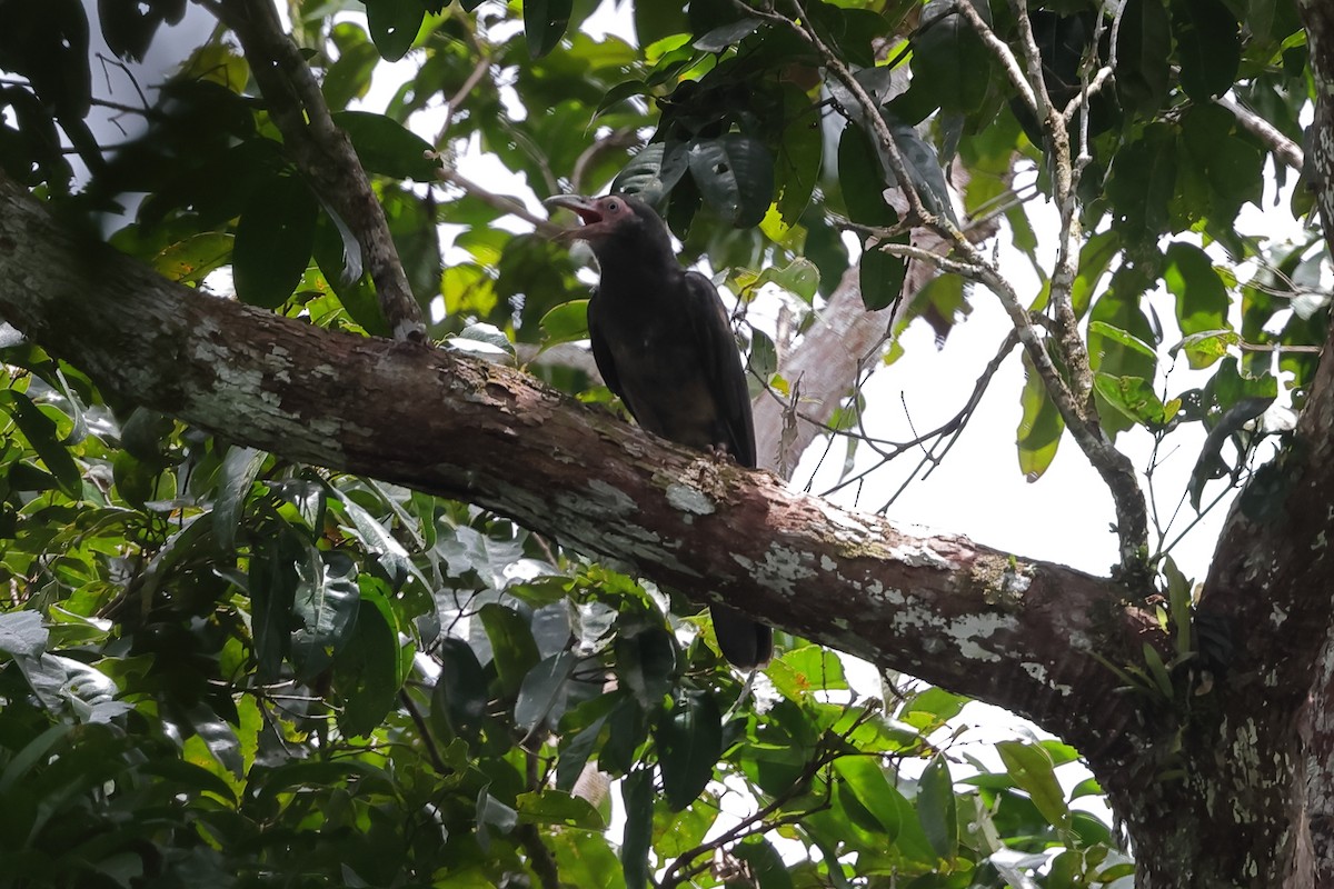 Новогвинейская ворона - ML510644181