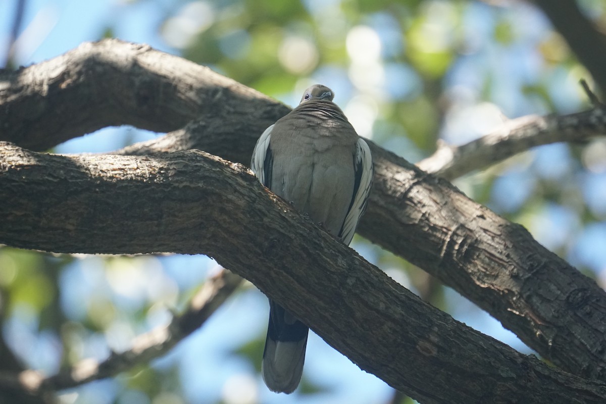 White-winged Dove - tyler krul