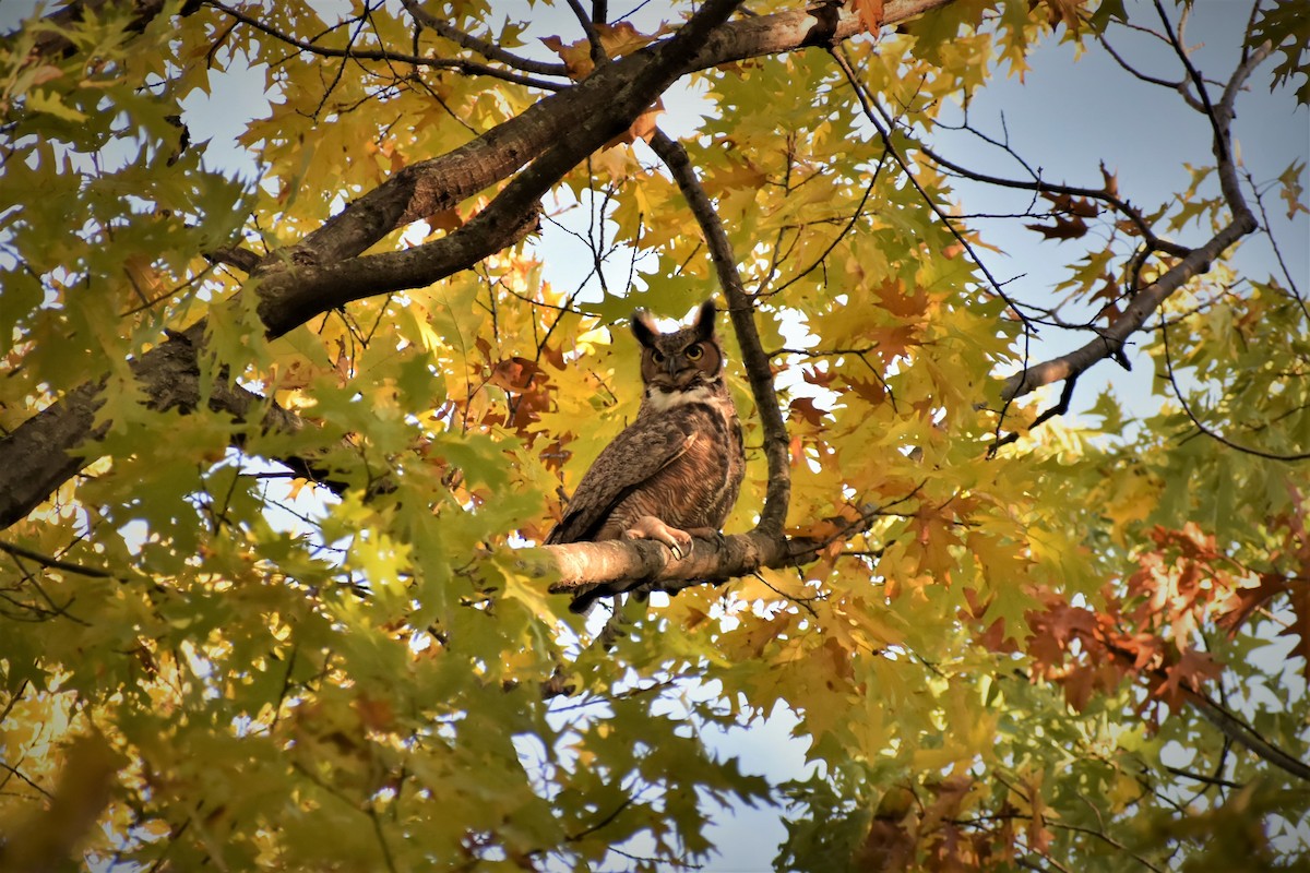 Great Horned Owl - ML510654991