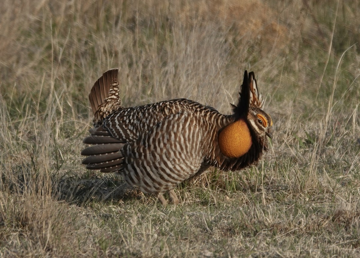 Greater Prairie-Chicken - ML510656891