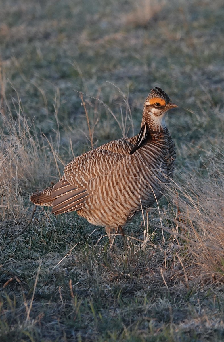 Lesser Prairie-Chicken - ML510657681