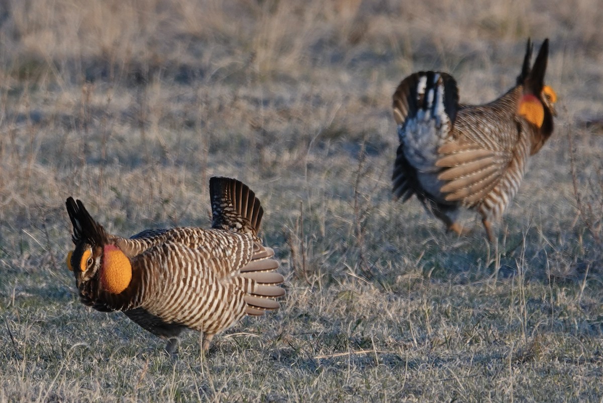 Greater Prairie-Chicken - Dave Ebbitt