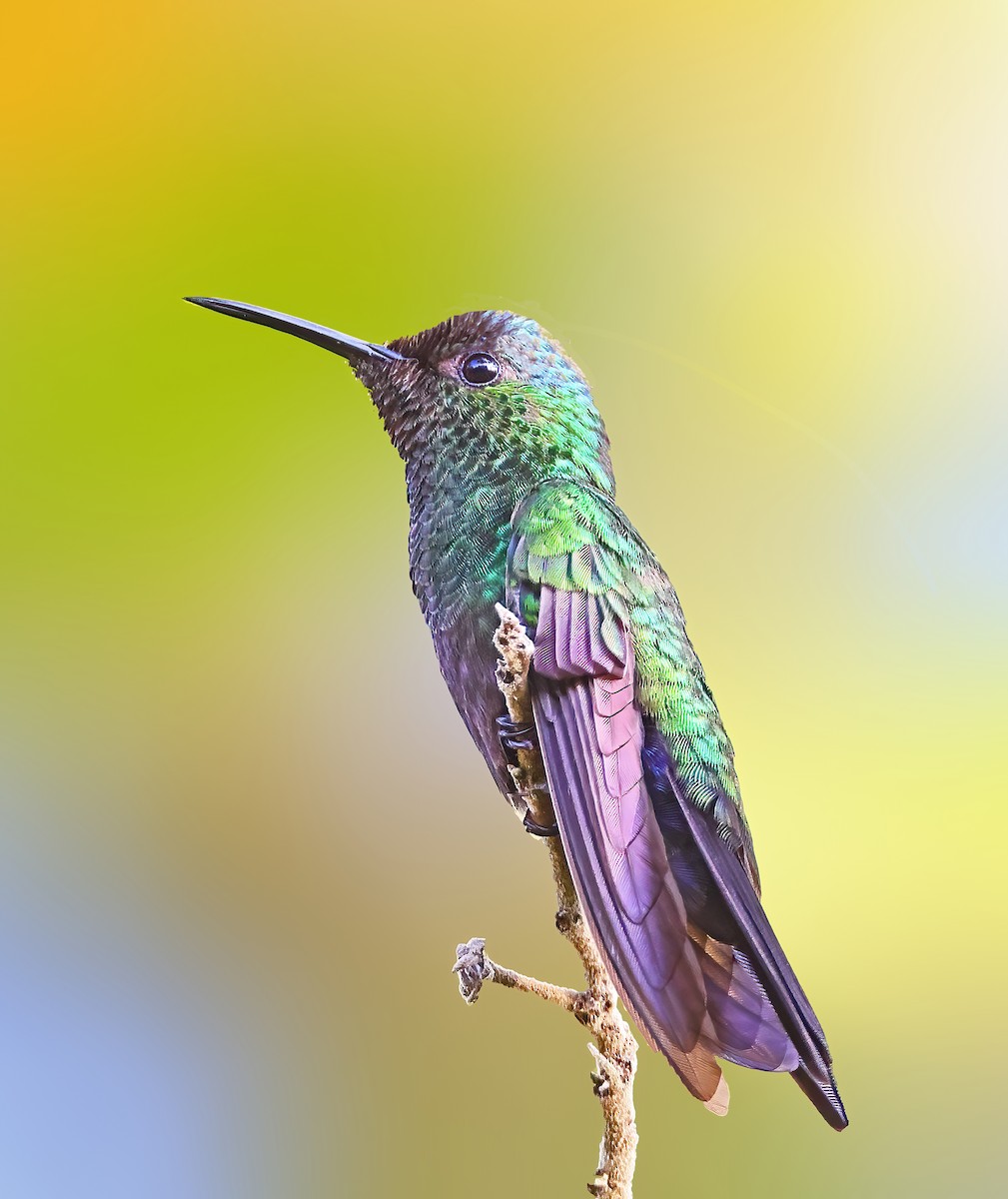 kolibřík colimský - ML510663551