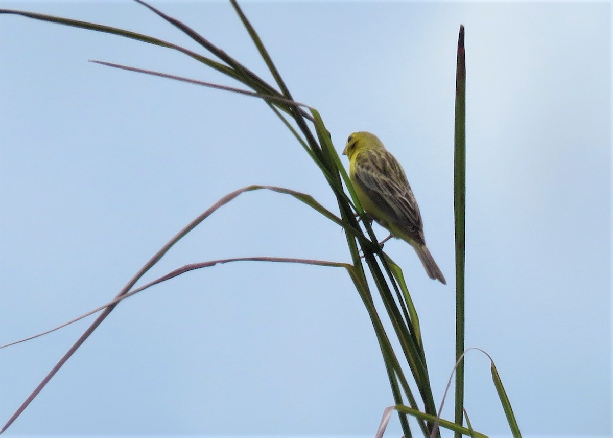 Grassland Yellow-Finch - ML510665481