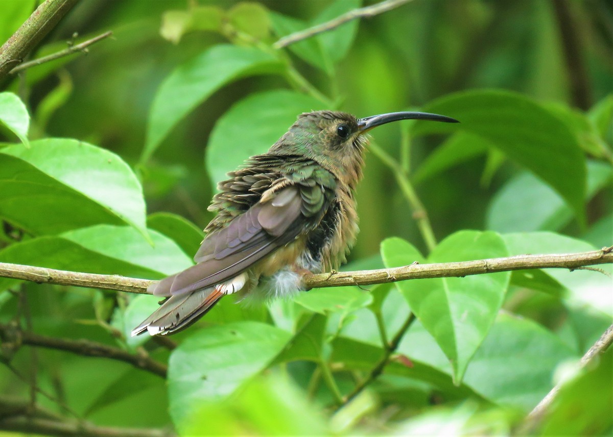 Rufous-breasted Hermit - ML510666391