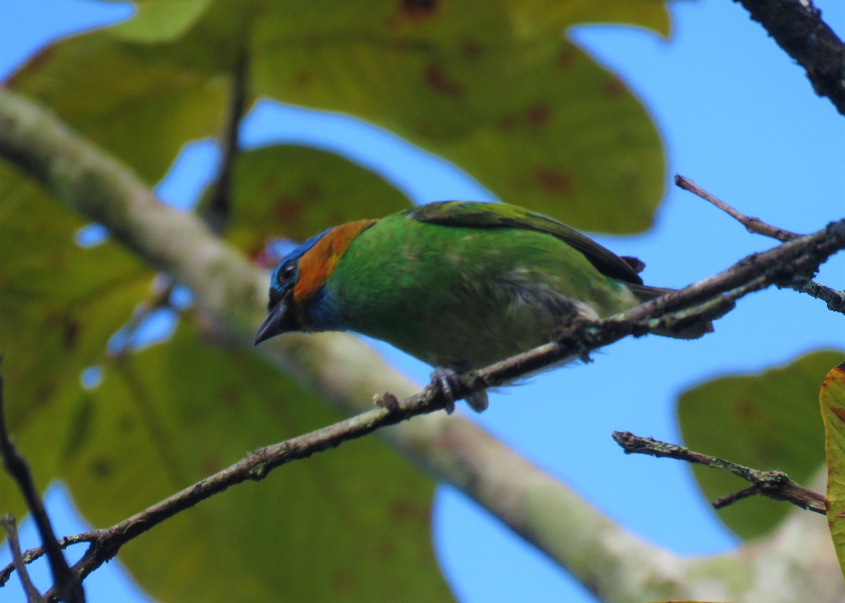 Red-necked Tanager - ML510667321