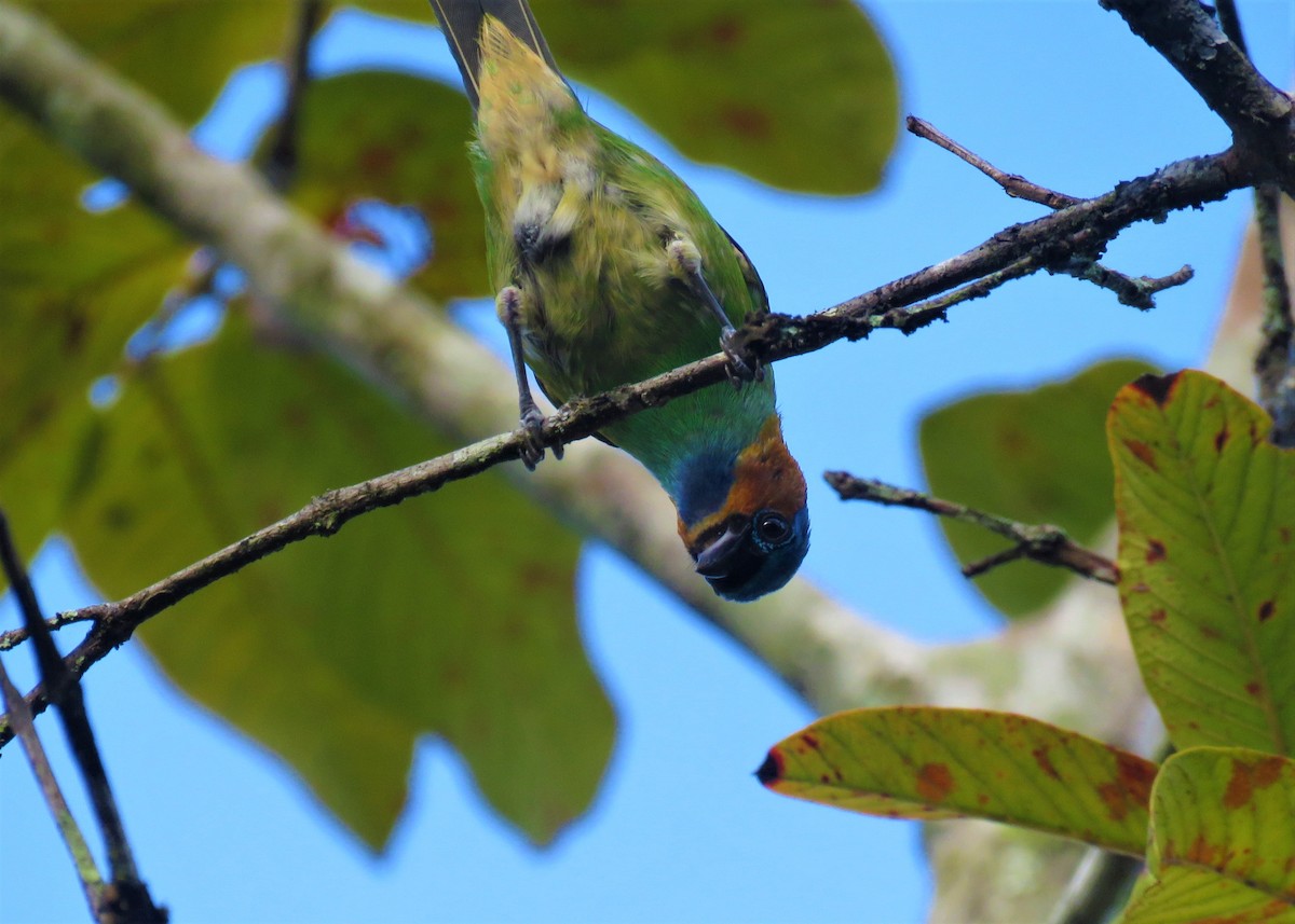 Red-necked Tanager - ML510667331