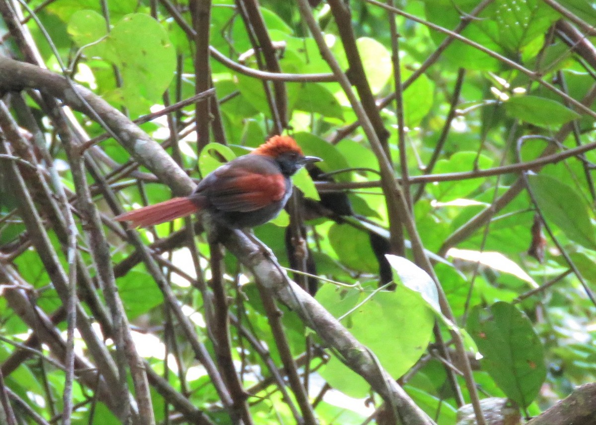 Pinto's Spinetail - ML510667541