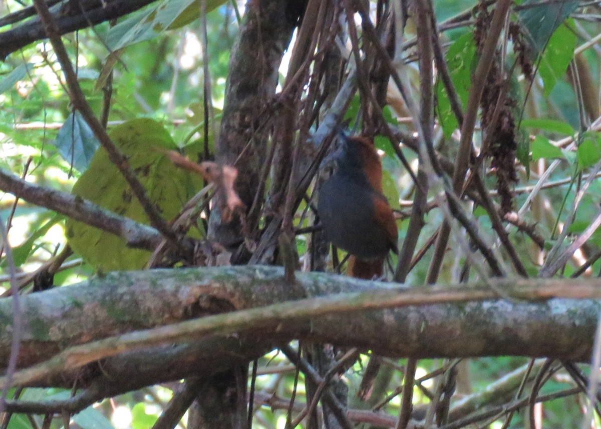 Pinto's Spinetail - ML510667731