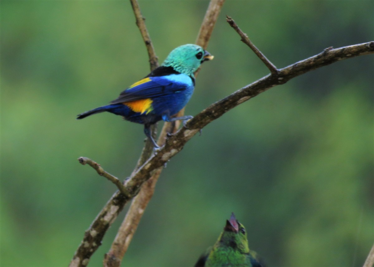 Seven-colored Tanager - ML510670041