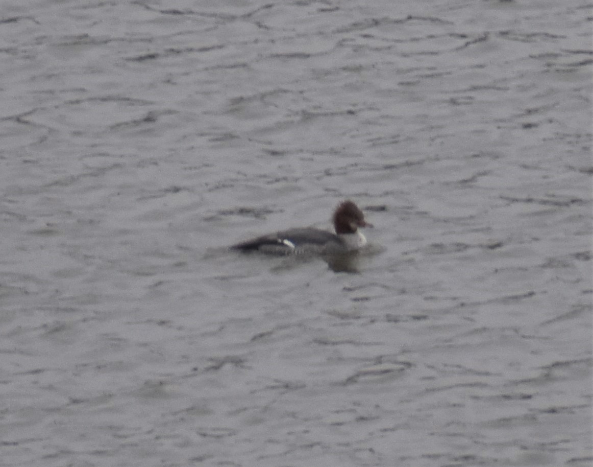 eBird Checklist 6 Dec 2022 Wood Dale Reservoir 24 species