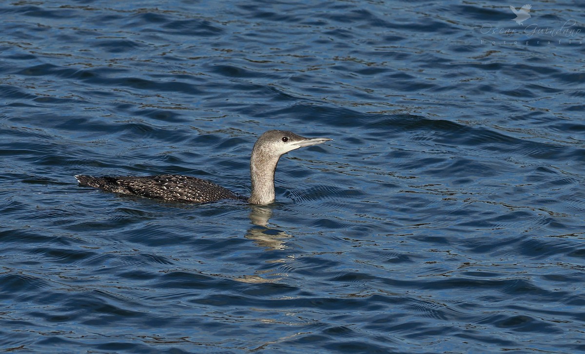 Red-throated Loon - ML510673971