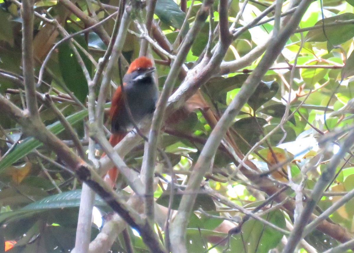 Pinto's Spinetail - ML510675601
