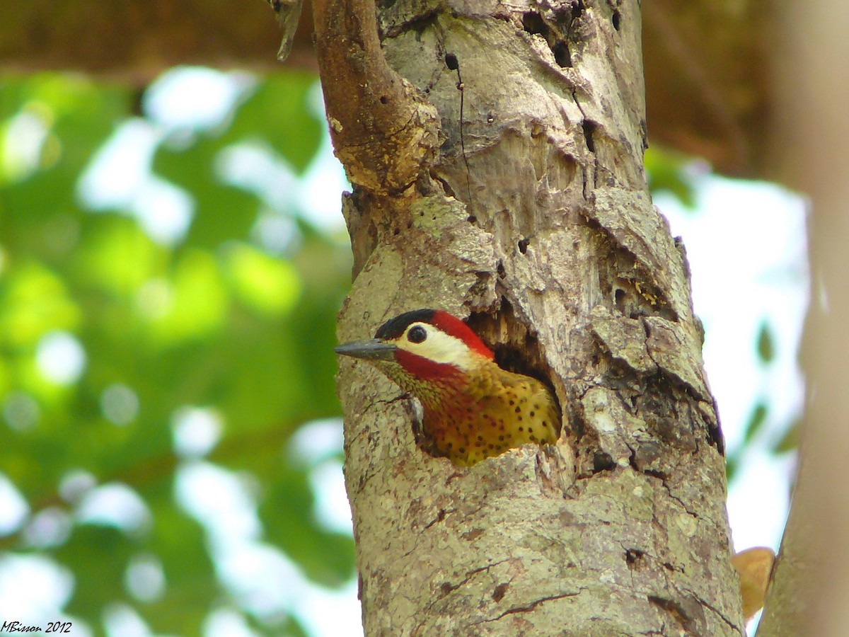 Spot-breasted Woodpecker - ML51067591