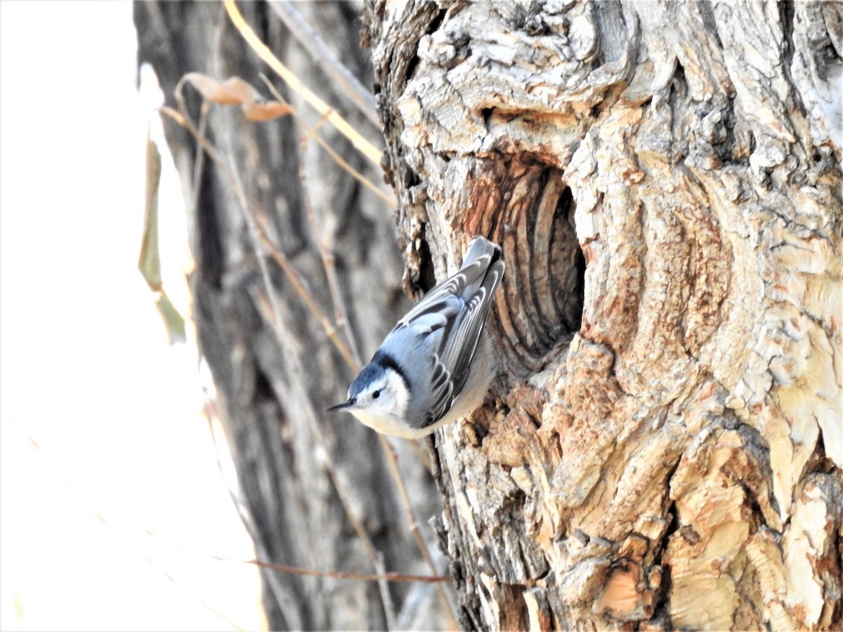 White-breasted Nuthatch (Interior West) - ML510675961